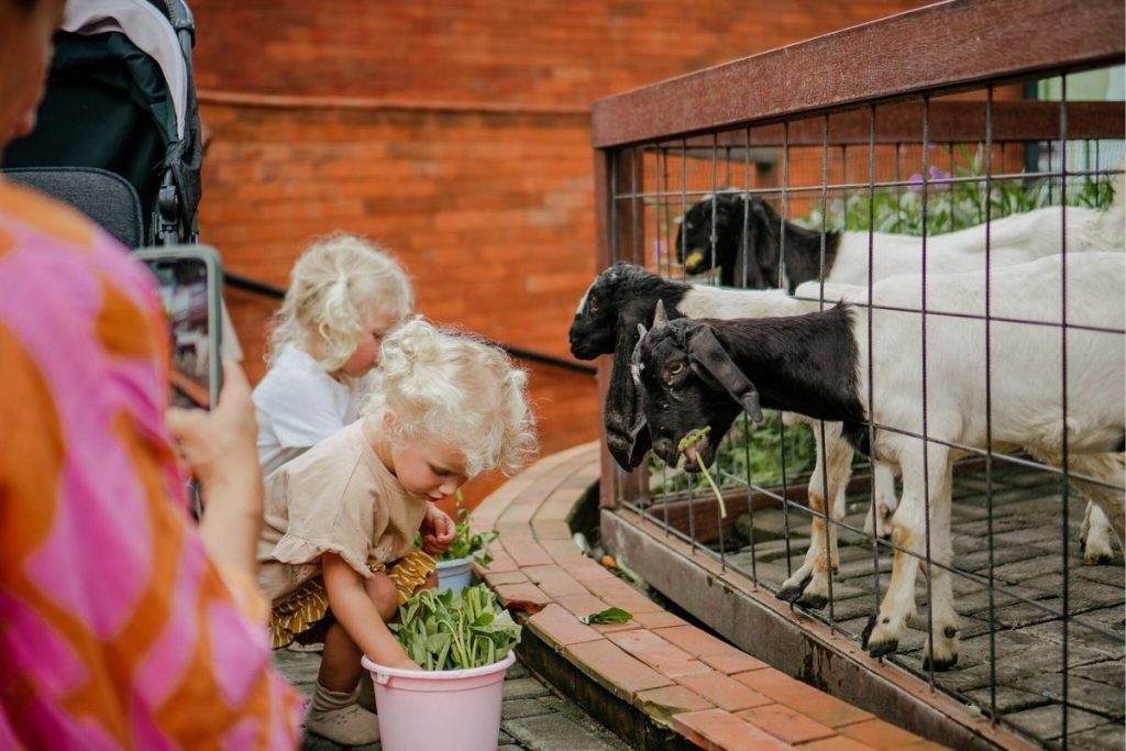 animal feeding activity at Mai Main Playground