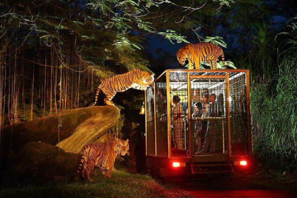 Night Safari at Mara River Safari Lodge