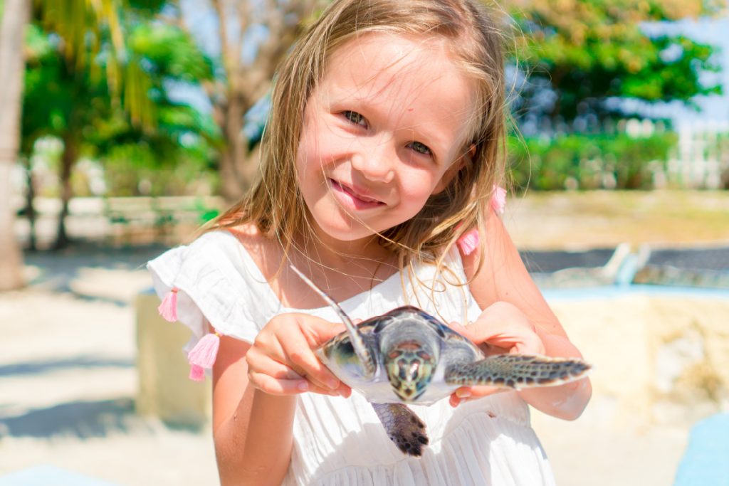 Release Sea Turtles