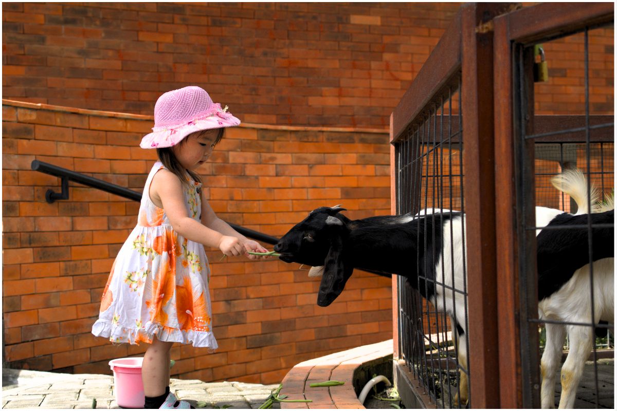6 Manfaat Animal Feeding untuk Anak, Tidak Sekedar Fun Activity