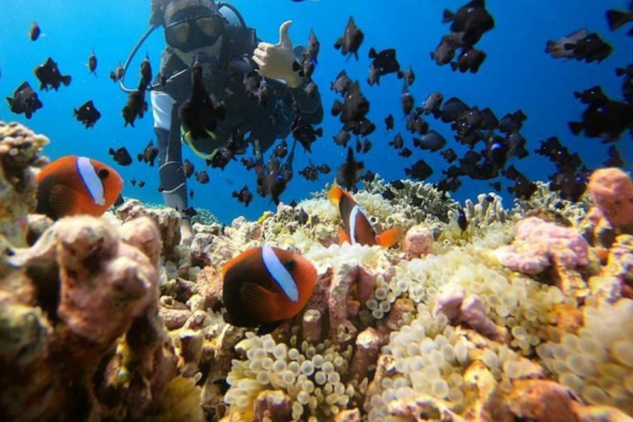 wakatobi